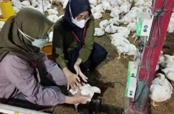 Perusahaan Peternakan Ayam di Jawa Tengah - Daftar Alamat Telepon