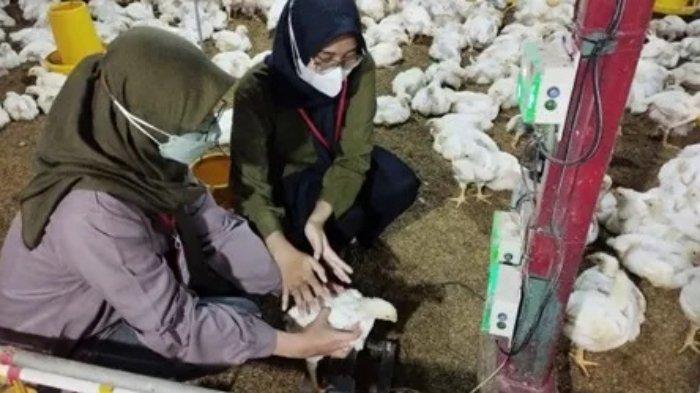 Perusahaan Peternakan Ayam di Jawa Tengah - Daftar Alamat Telepon