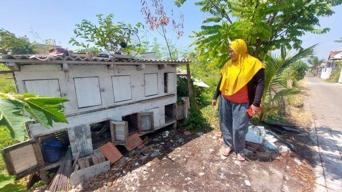 Ayam Ternak di Krucil, Probolinggo