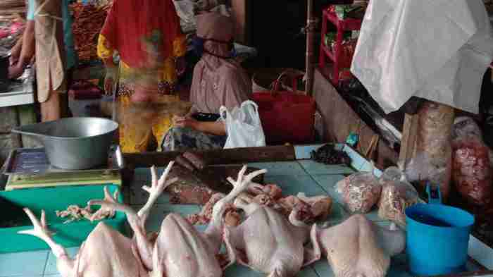 Ayam afkir di Parigi, Pangandaran