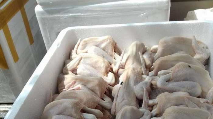 Disparek Ciamis: Desa Agrowisata Ayam Sentul Masih Wacana - Harapan Rakyat