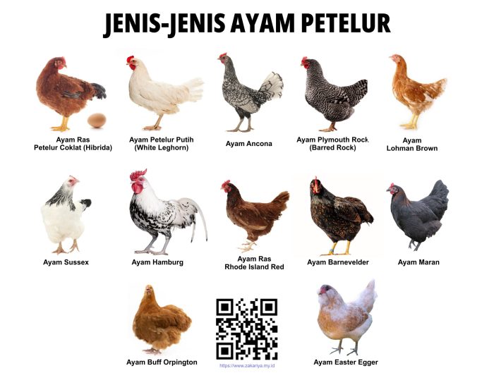 Ayam arab petelur di Kawedanan, Magetan