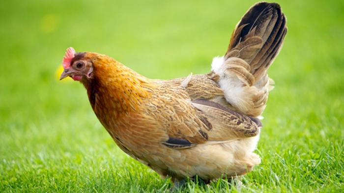 Ayam arab petelur di Salak, Pakpak Bharat