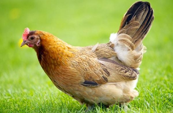 Ayam arab petelur di Tanjung lago, Banyuasin
