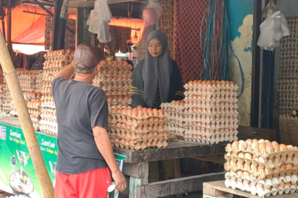 Daun penggemuk ayam di Tamalanrea, Kota Makassar