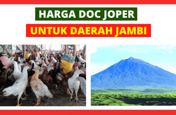 Harga DOC Ayam kampung Super (JOPER) Untuk Daerah Jambi