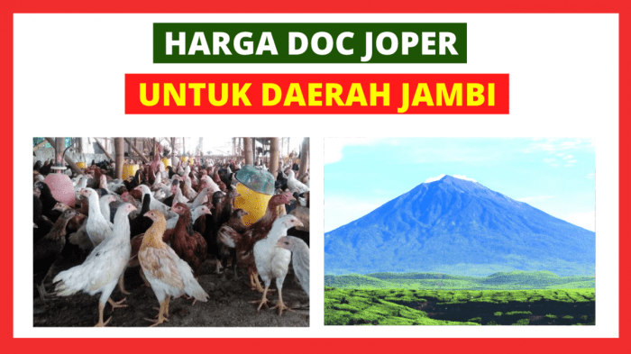 Ayam layer di Jambi Selatan, Kota Jambi