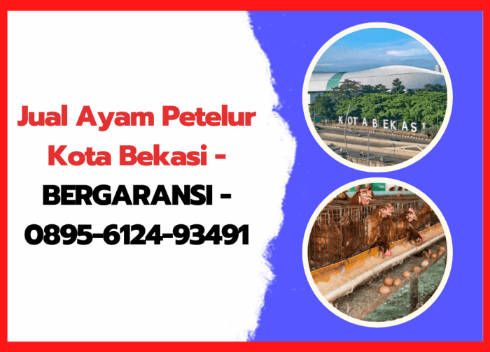 Jelang Lebaran Penjual Ayam Afkir Bermunculan di Belitung, Harga Ayam ... Jelang Lebaran Penjual Ayam Afkir Bermunculan di Belitung, Harga Ayam ...