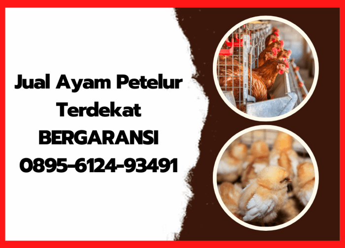 Jual Ayam Petelur Terdekat - BERGARANSI - 0895-6124-93491 Jual Ayam Petelur Terdekat - BERGARANSI - 0895-6124-93491
