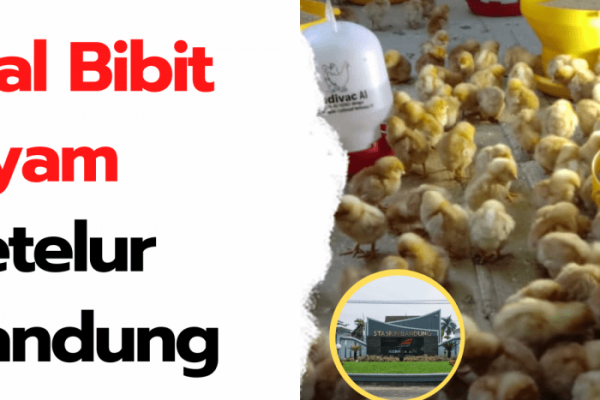 Peternakan Ayam Petelur Di Bandung Archives | HOBI TERNAK