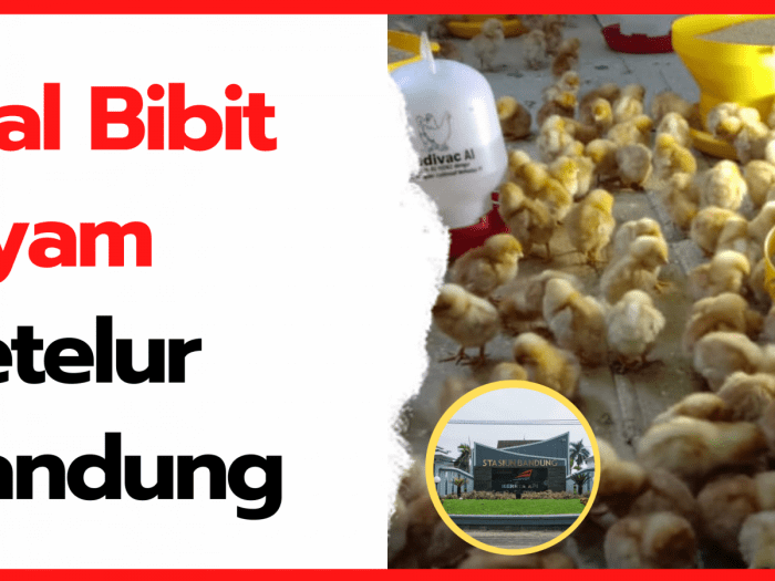 Pelatihan Peternakan Ayam Petelur di Distrik Kaptel, Papua Selatan Ternak ayam petelur di Baito, Konawe Selatan