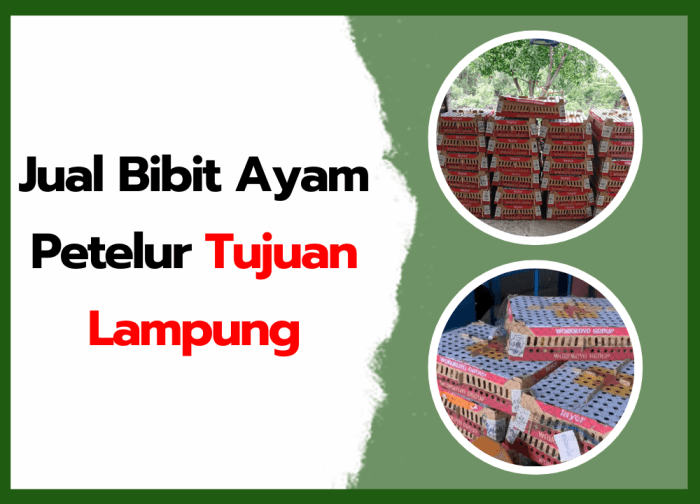 Bibit ayam petelur Lampung Archives - HOBI TERNAK Ternak ayam petelur di Trimurjo, Lampung Tengah