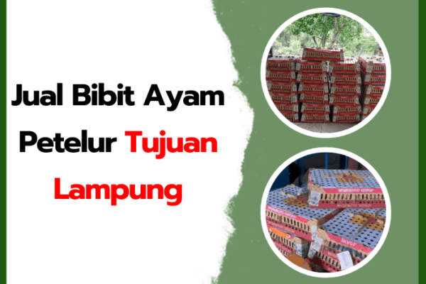 Ternak ayam petelur di Way Pengubuan, Lampung Tengah