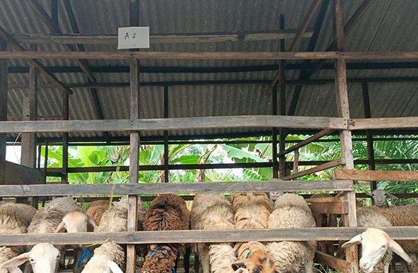 Daging kambing di Medan Tembung, Kota Medan