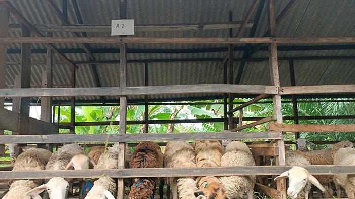 Daging kambing di Medan Tembung, Kota Medan