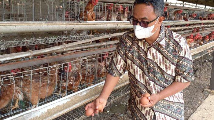 Panduan Lengkap Cara Beternak Ayam Petelur Untuk Pemula Ternak ayam petelur di Setia, Aceh Barat Daya