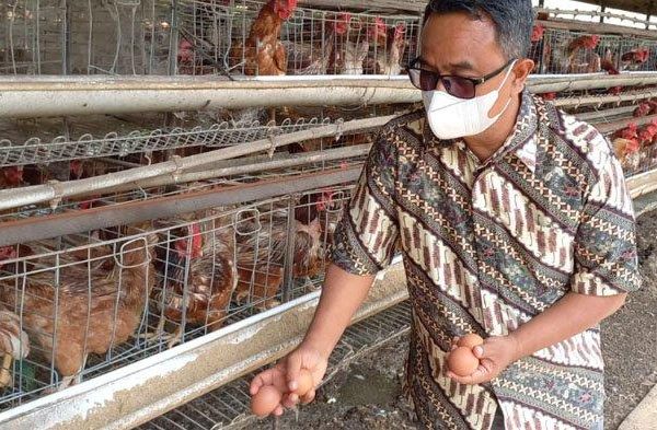 Ternak ayam petelur di Kebayakan, Aceh Tengah
