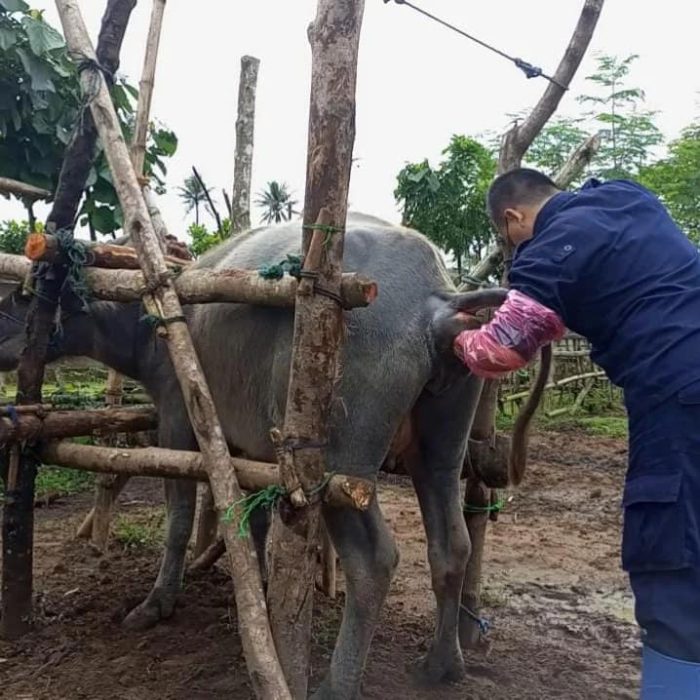 PEMERIKSAAN KEBUNTINGAN TERNAK KERBAU DESA PAGELARAN KECAMATAN ...