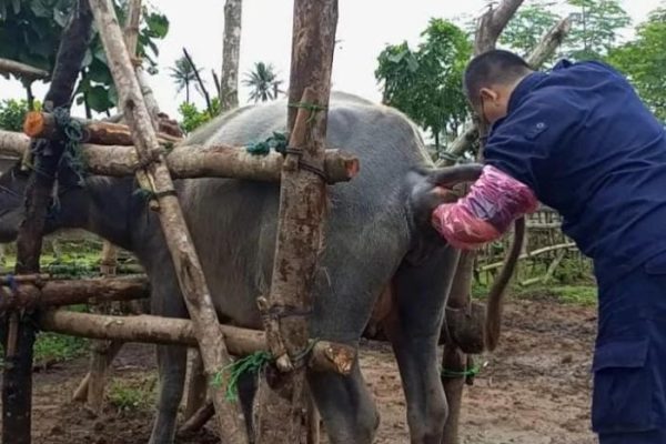 Daging kambing di Malingping, Kab. Lebak