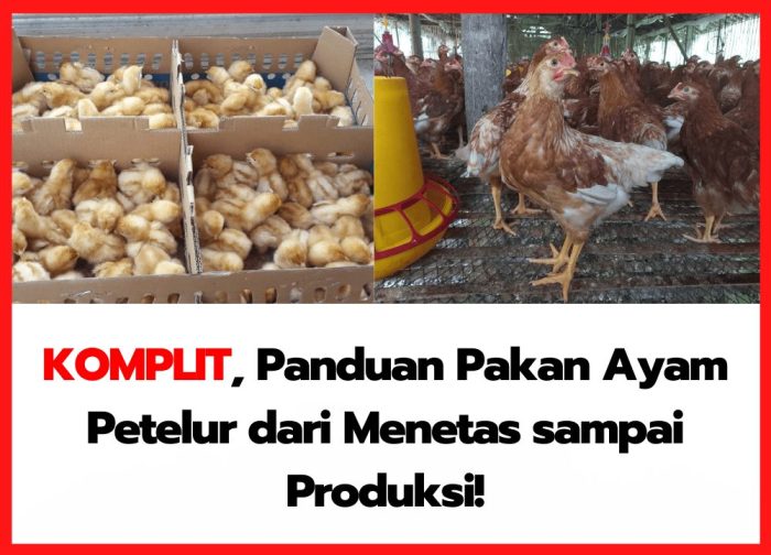 KOMPLIT, Panduan Pakan Ayam Petelur Dari Menetas Sampai Produksi ... KOMPLIT, Panduan Pakan Ayam Petelur Dari Menetas Sampai Produksi ...