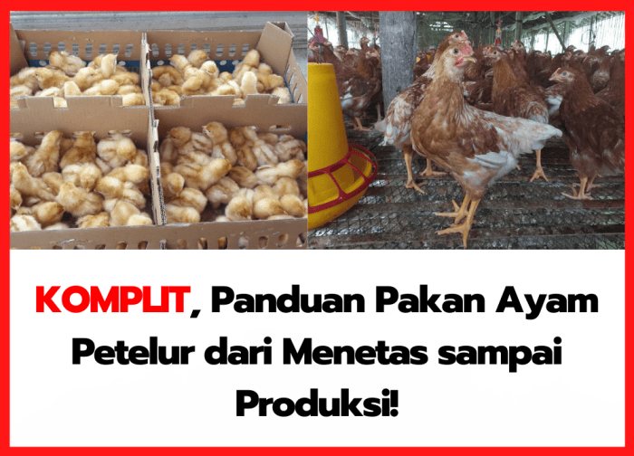 Ternak ayam petelur di Dako Pamean, Tolitoli