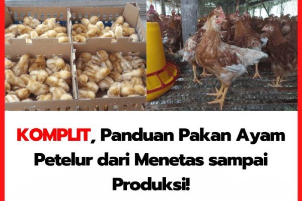 Ayam petelur jantan di Duo Koto, Kabupaten Pasaman