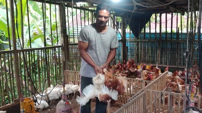 Jual Ayam Merah Fresh Rijek 45rb Per Ekor Masih Lgkap Jeroan/ayam Merah ... Ayam afkir di Kramatmulya, Kuningan