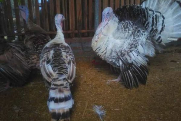 peternakan ayam kalkun di malang