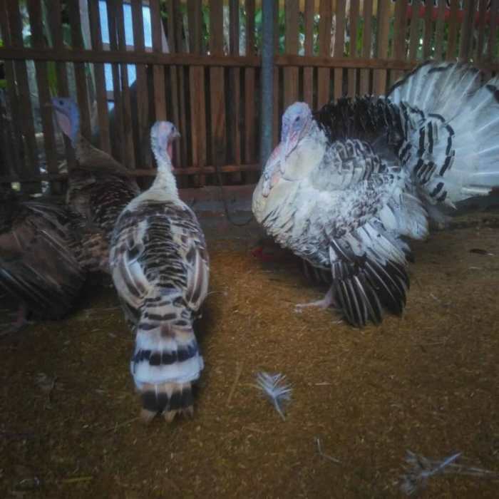 peternakan ayam kalkun di malang peternakan ayam kalkun di malang