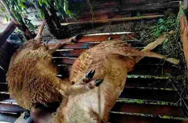 Daging kambing di Cijeungjing, Ciamis