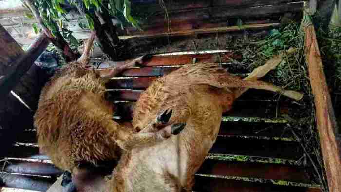 Daging kambing di Cijeungjing, Ciamis