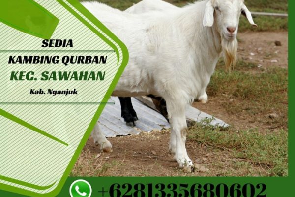 Daging kambing di Sawahan, Nganjuk