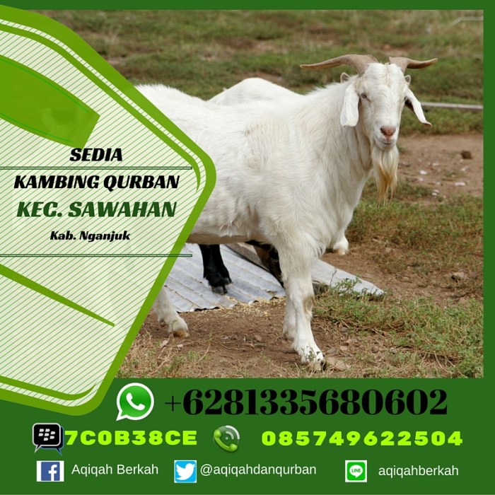 Daging kambing di Sawahan, Nganjuk