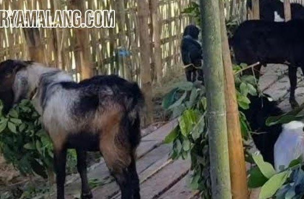 Daging kambing di Kalianget, Sumenep