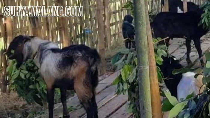 Daging kambing di Kalianget, Sumenep