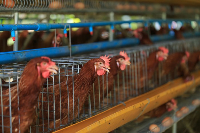 Benarkah Kualitas Kandang Ayam Layer Memengaruhi Kualitas Telur? Ayam layer di Pondok Tinggi, Kota Sungai Penuh