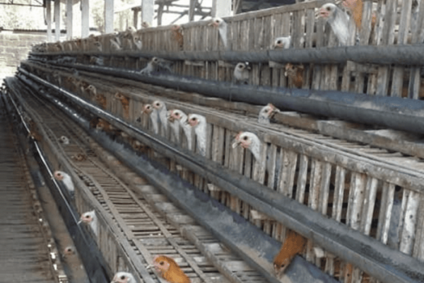 Ayam arab petelur di Jejawi, Ogan Komering Ilir