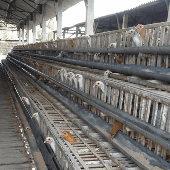 Ayam arab petelur di Jejawi, Ogan Komering Ilir