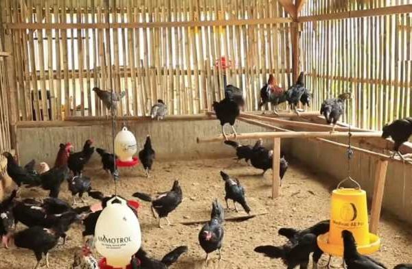 Budidaya ternak ayam di Sukodono, Sragen