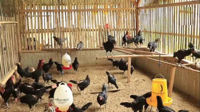 Budidaya ternak ayam di Sukodono, Sragen