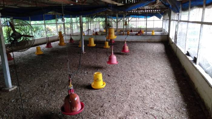 6 Langkah Mudah Mempersiapkan Kandang Ayam - HOBI TERNAK