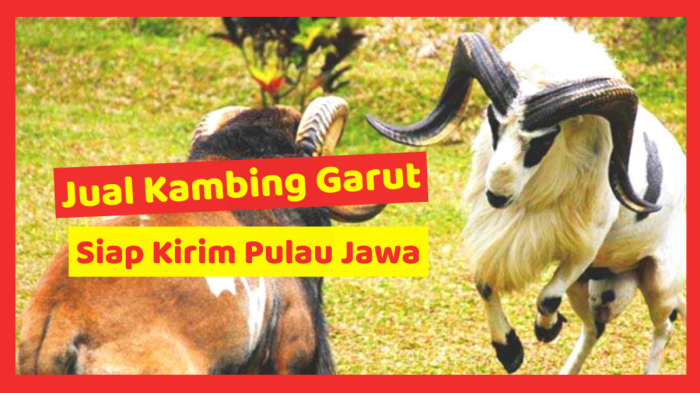 Daging kambing di Bungbulang, Garut