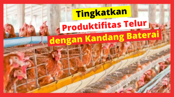 Meningkatkan ProduktifModel Kandang Ayam Petelur Sistem Baterai Budidaya ternak ayam di Limbangan, Kendal