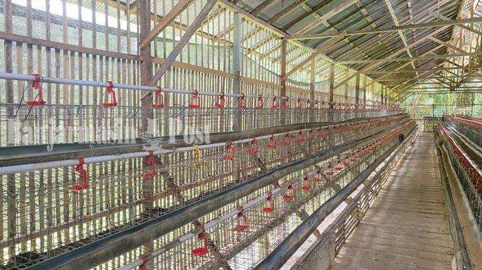Foto Stabilitas Harga Ayam dan Telur, 20 Ribu Ton Jagung Pakan Impor ... Ayam petelur jantan di Koto Baru, Kabupaten Dharmasraya