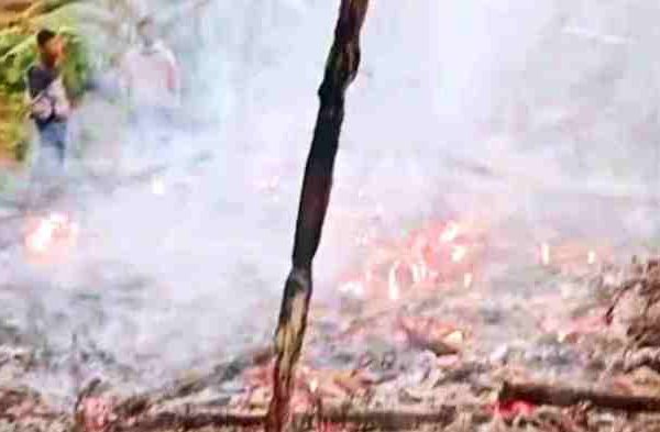 Ayam afkir di Sukamantri, Ciamis