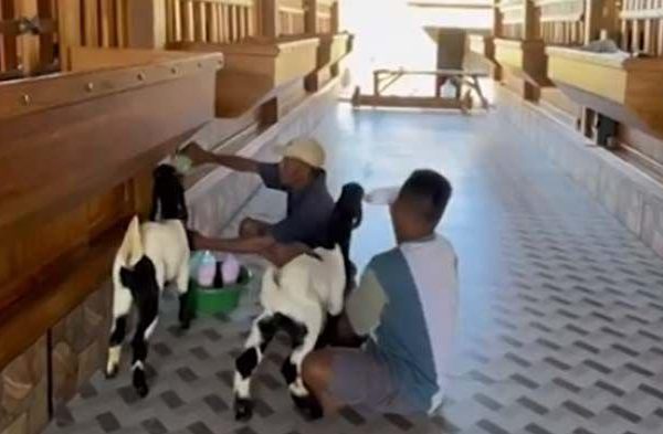 Daging kambing di Kandangserang, Pekalongan