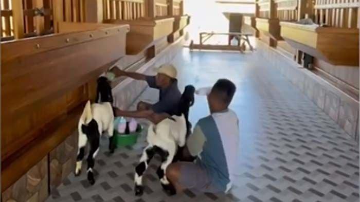 Daging Kambing Daging kambing di Kandangserang, Pekalongan