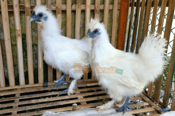 Ayam ternak di Batang Kapas, Kabupaten Pesisir Selatan