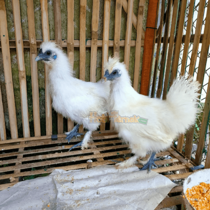 Ayam Ternak di Batang Kapas Menggali Potensi dan Tantangan Bisnis Unggas