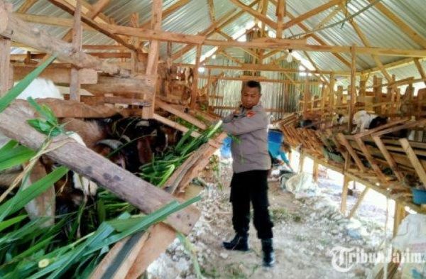 Daging kambing di Tuban, Kabupaten Tuban